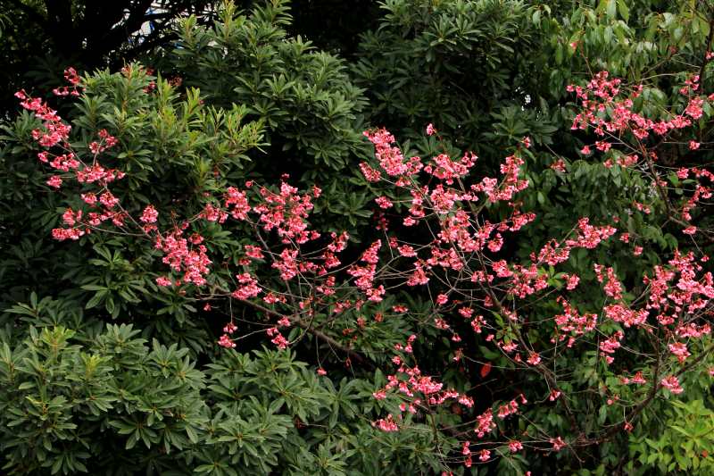 近隣公園の桜_9.jpg