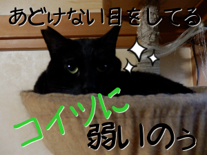P6220022_1.png