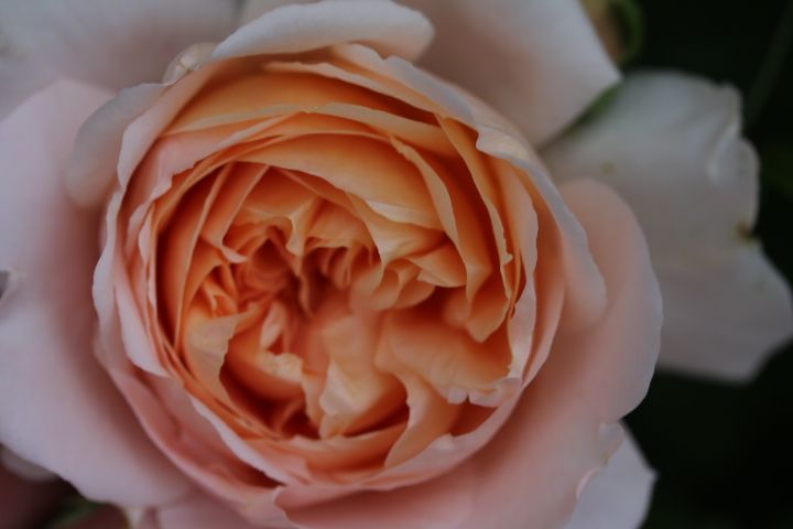 [ dreamroseの庭 ] | Searching My Garden - 楽天ブログ