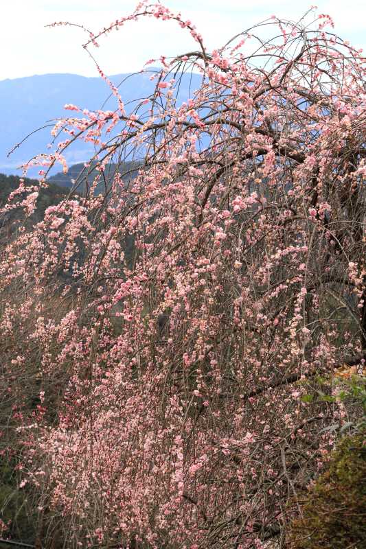 広橋梅林_006.jpg