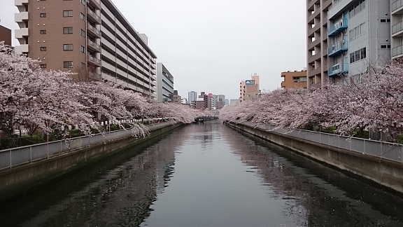 大横川からのサクラ