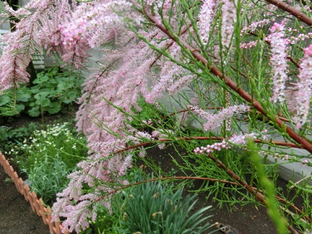 不明の花