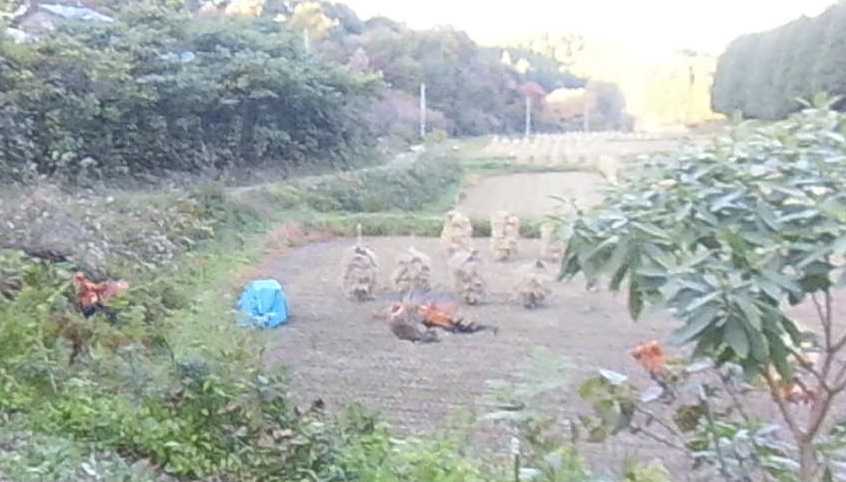 鶏は飛ぶ 幡谷自然農園 日記 楽天ブログ