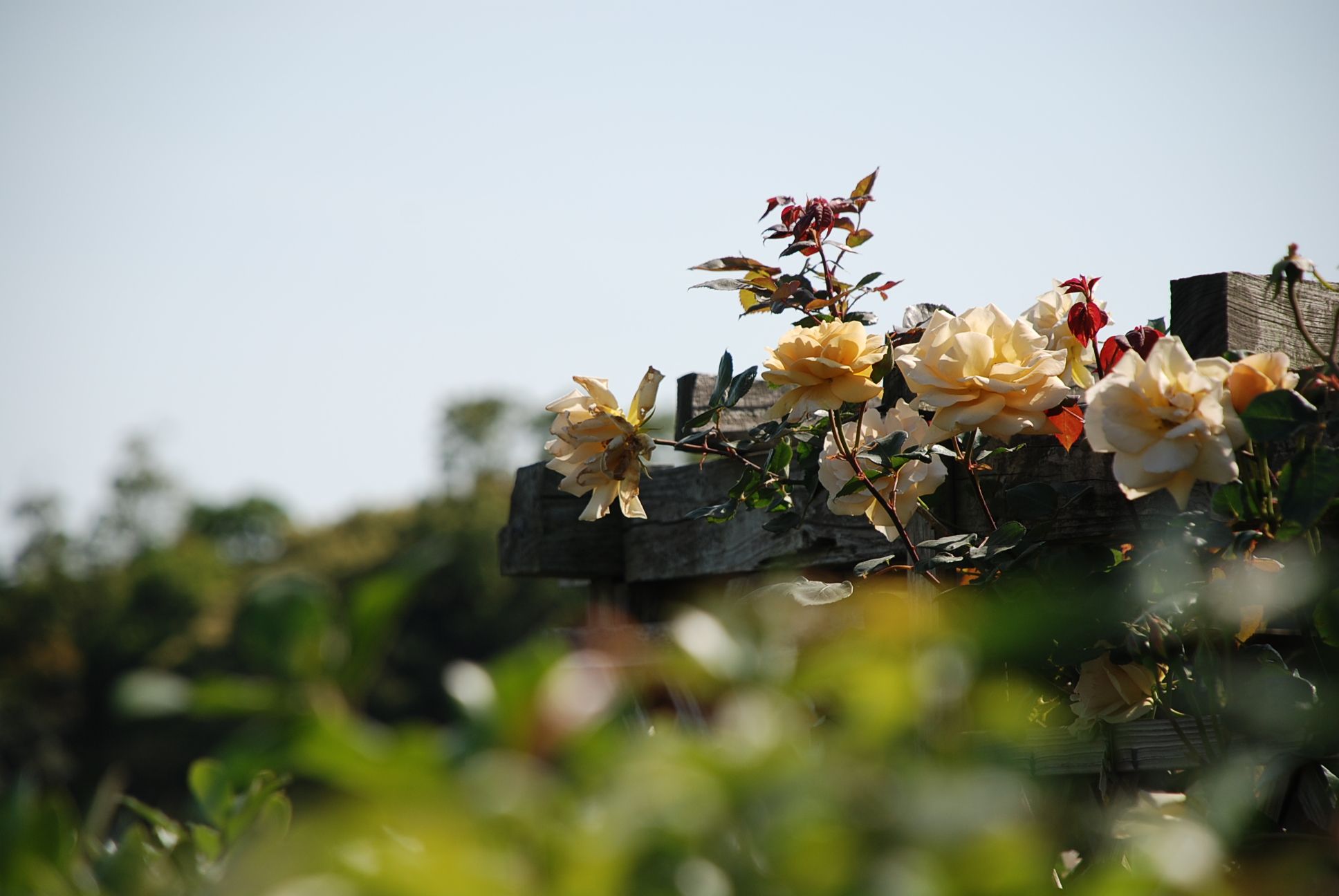 magu-netの花便り・風便り