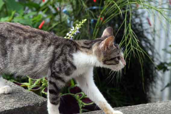 我が家のニャンコ♪2013/9/16-3