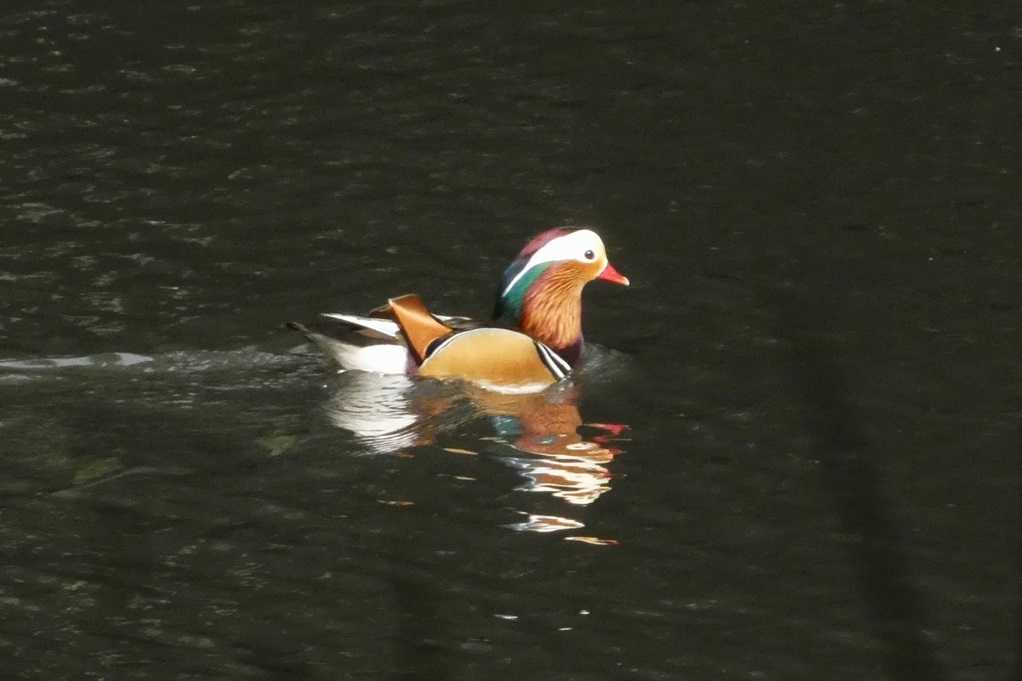 515