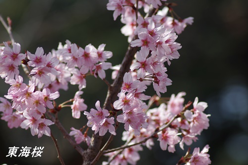 東海桜