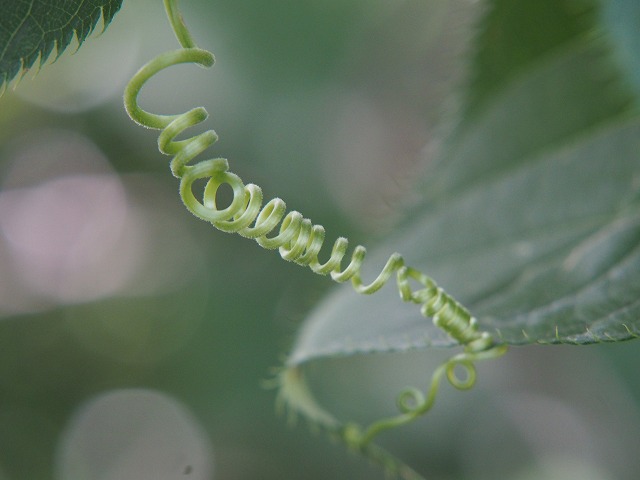 P7100225.jpg