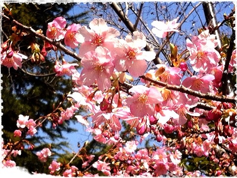 磯子駅前の河津桜４