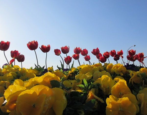 西の丸橋の花壇に花 ツーリズム徳島 見てみ 来てみ 徳島観光 四国旅行 とくしま観光ボランティア 楽天ブログ
