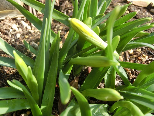 水仙ティタティタ