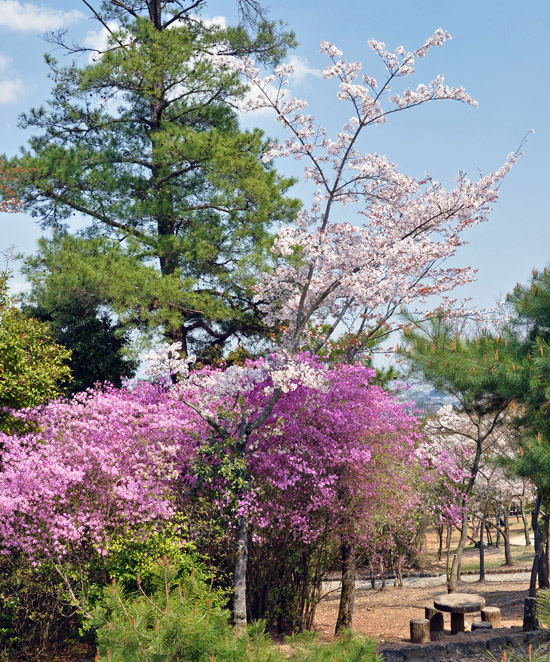 桜３