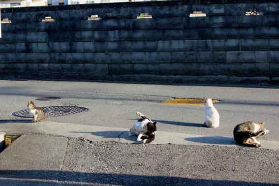 我が家のニャンコ♪2013/10/13-4