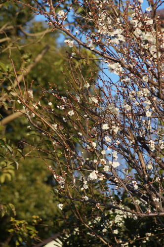 DSC06150b20160202.jpg