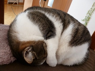 P1020084ss.jpg