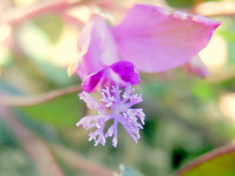 名前不明の花