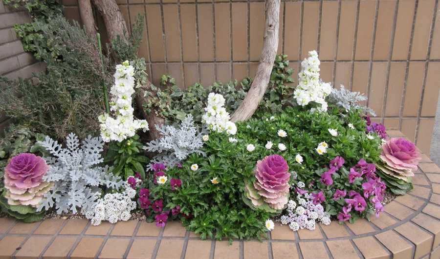 玄関横の空きスペース 長く咲く上手な寄せ植え作り 狭い庭を花いっぱいにする育て方 楽天ブログ