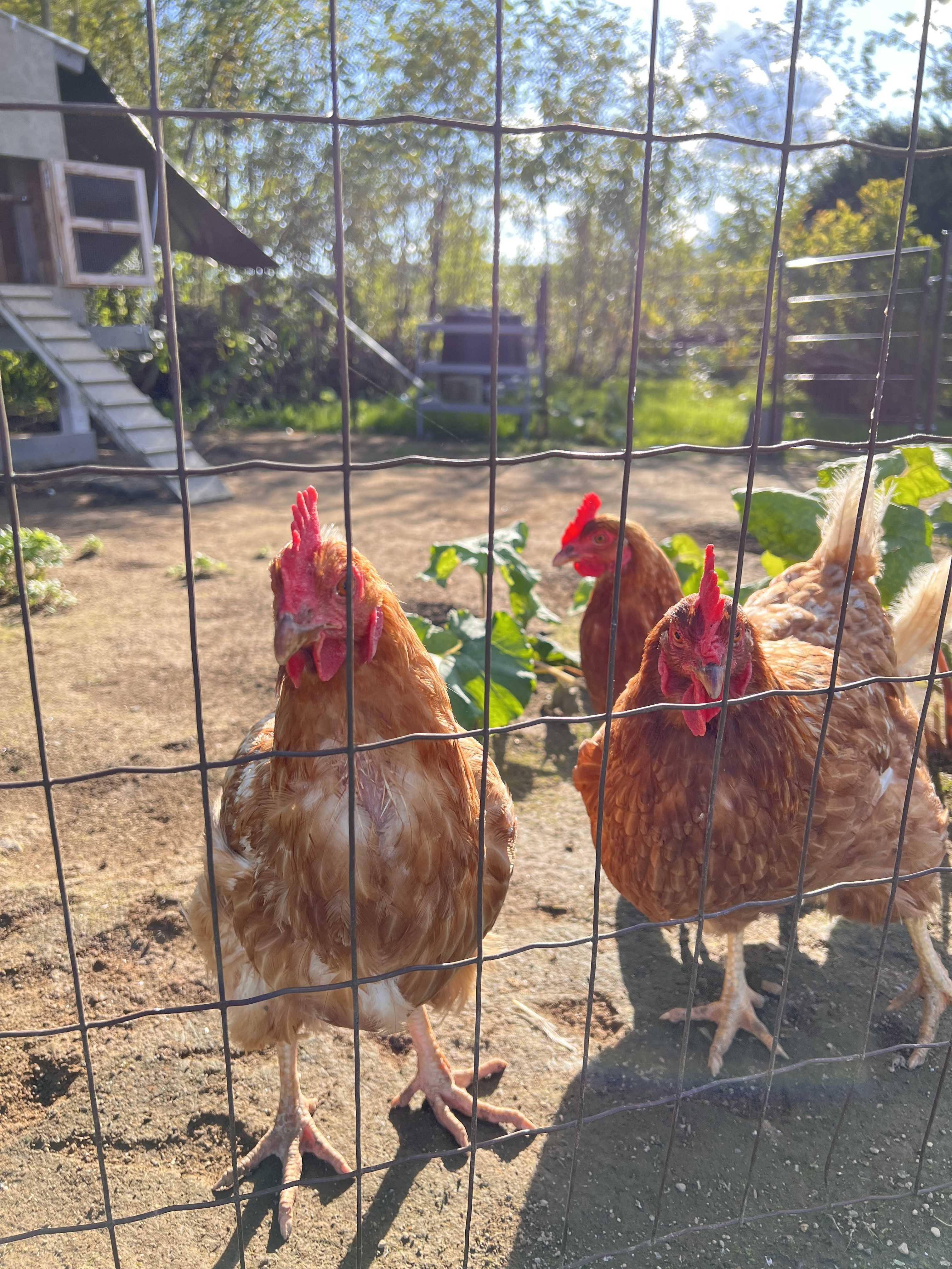 日記帳とペンと内なる天使♪