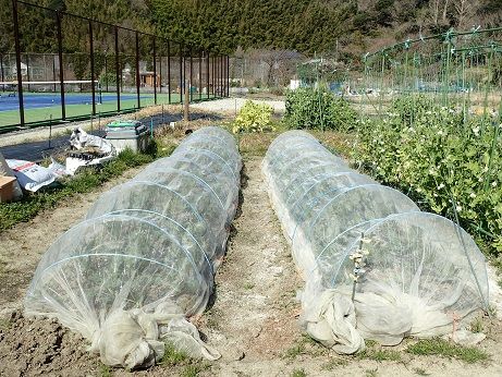 ソラマメ整枝と支柱立て 葉山農園 2月下旬 暇人主婦の家庭菜園 楽天ブログ