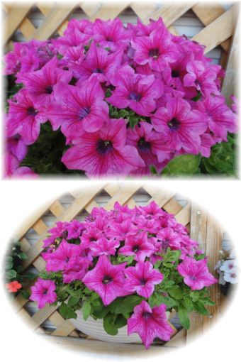 モザイク病にサフィニア