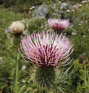 c Cousinia-thomsonii.jpg
