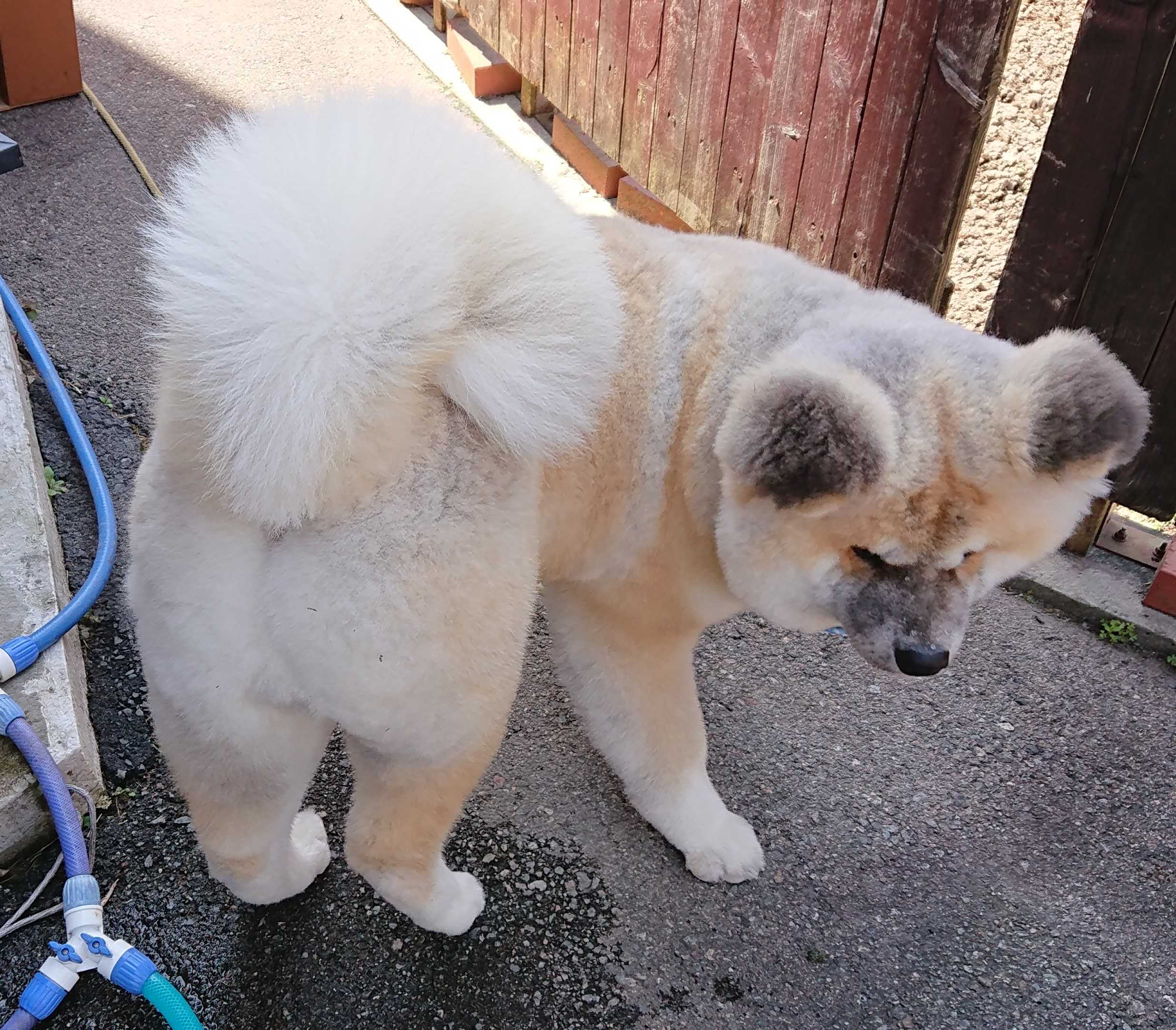 秋田犬 長毛 ゴン太のブログ 楽天ブログ