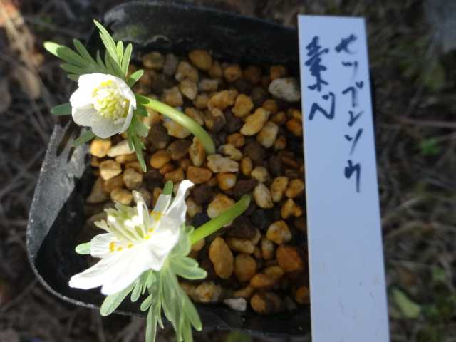 セツブンソウ~素心が開花しました。 | 大好きな山野草 - 楽天ブログ セツブンソウ~素心が開花しました。 | 大好きな山野草 - 楽天ブログ