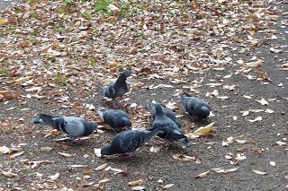 鳩.jpg