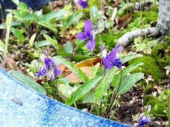 花３.jpg