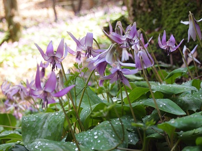 ２０１３年４月　カタクリの花.jpg