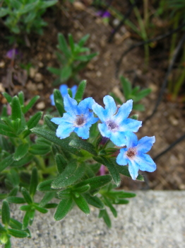 06-12hana350 (1).JPG