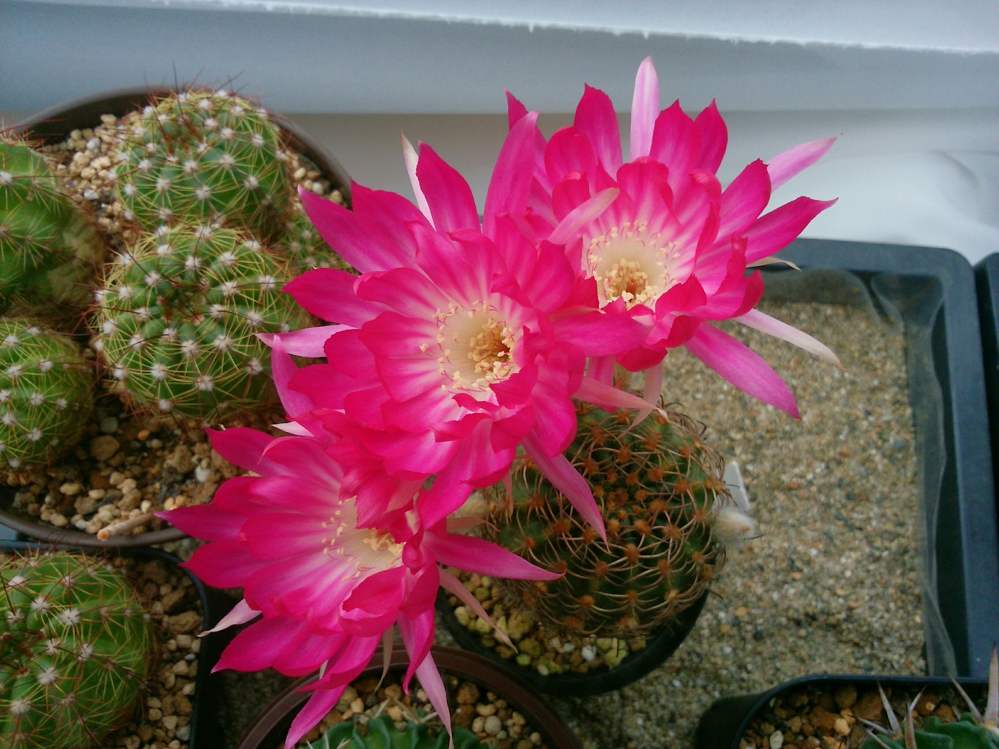 2ページ目の サボテン花 さぼてん日和 楽天ブログ