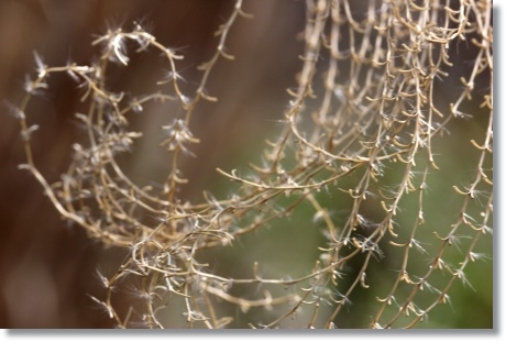 大乗寺丘陵公園-11 ススキ 14.3.17