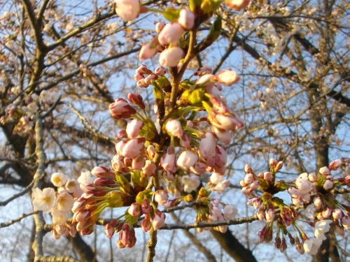 北上展勝地 (9) (500x375).jpg