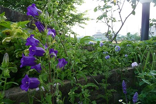 P1030346ss.jpg