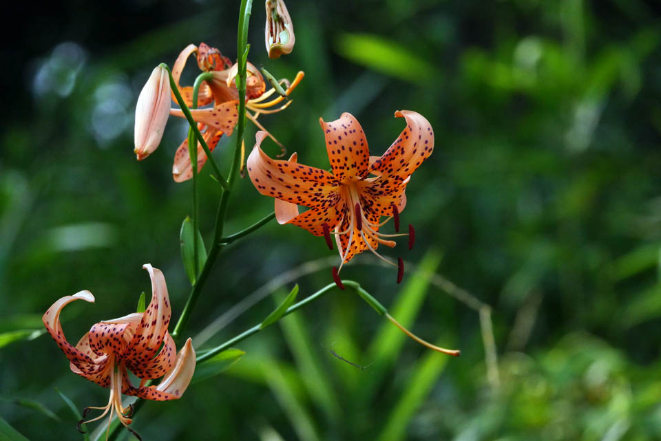 170726-0105 コオニユリ