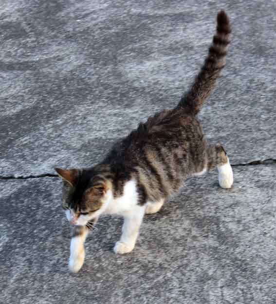 我が家のニャンコ♪2013/11/15-2