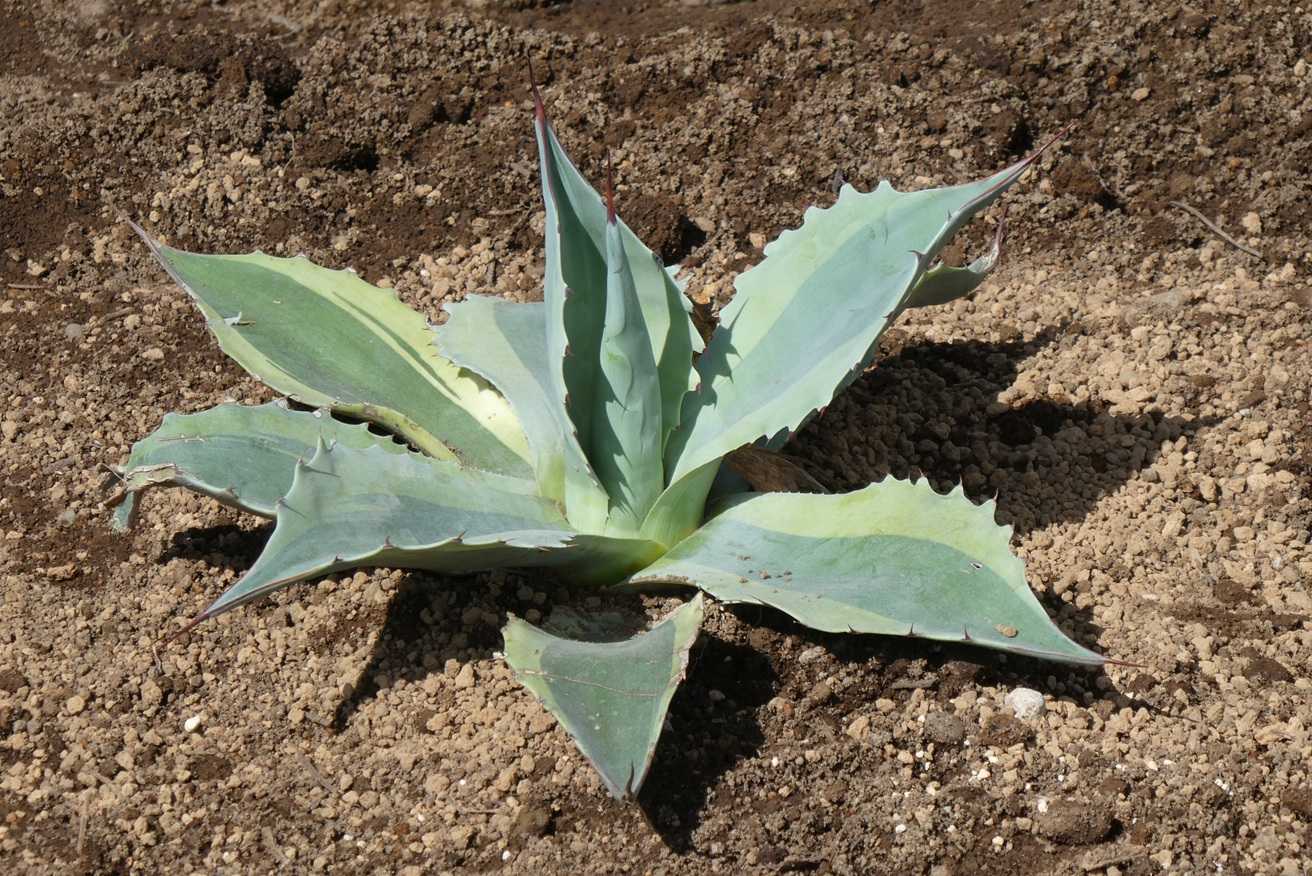 アガベの植え付け～リップルエフェクトとオバティフォリア | 小平太