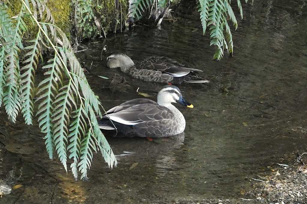 515