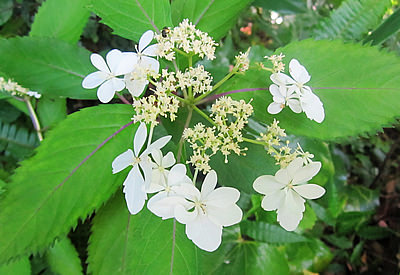 屋久島紫陽花