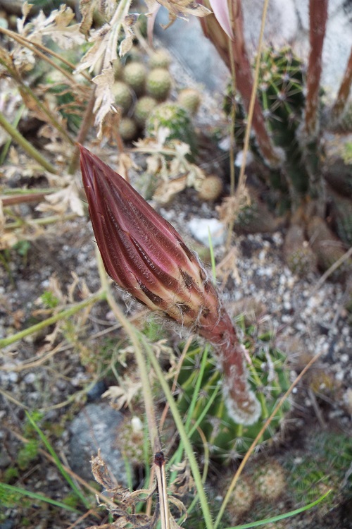 サボテンの花