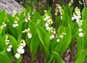 英語勉強会 乾杯 Enigma 練習会 教会と音楽とみーやん 楽天ブログ