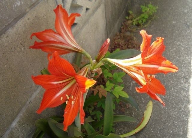 アマリリスの花 花と蕎麦とリハビリと 楽天ブログ