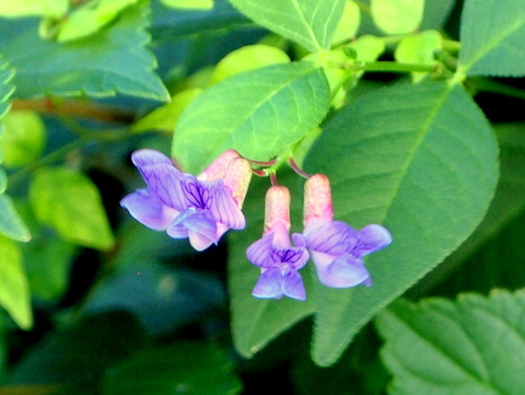 ナンテンハギの花　A2015