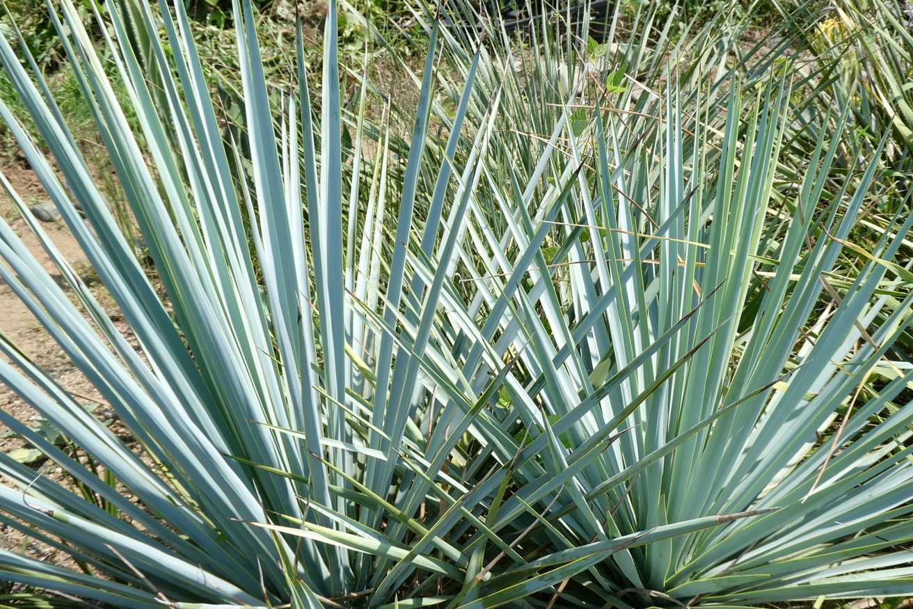 #53 ユッカリギダ Yucca rigida （発根済） ユッカ・リギダ 種子[ブルーユッカ]Yucca rigida