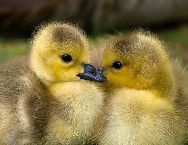 英語で言える ふわふわ もちもち パリパリ クリエイティブに生きよう 楽天ブログ