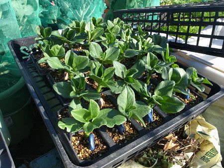 ソラマメ苗植え付け時期 有機プランター畑 暇人主婦の家庭菜園 楽天ブログ