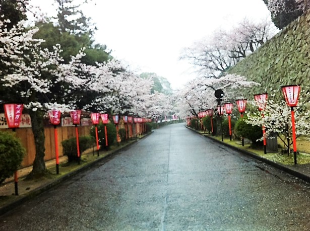 ３__２０１６年４月１日　津山の桜 (2).JPG