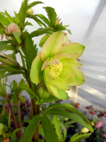 DSCN0748.JPG