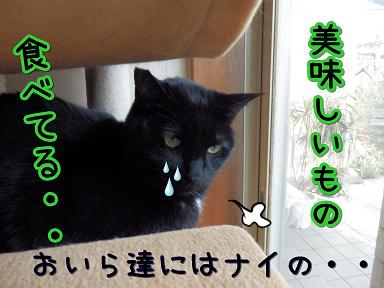 ないの.JPG